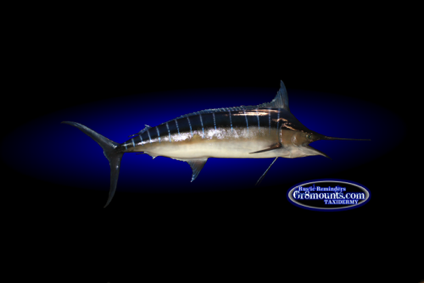 marlin blue.png